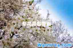 梨花开春带雨