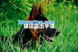 猫德输出手法