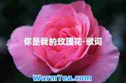 你是我的玫瑰花-歌词