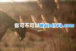 你可不可以爱我-歌词
