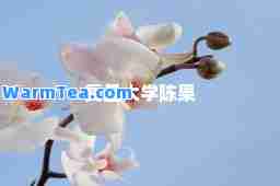 复旦大学陈果