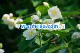 单恋一枝花歌词-歌词
