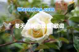 冬天里的白玫瑰-歌词