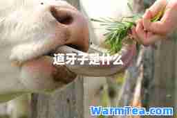 道牙子是什么