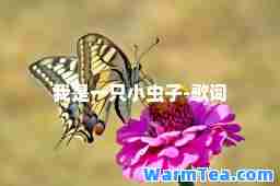 我是一只小虫子-歌词