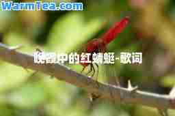 晚霞中的红蜻蜓-歌词