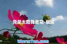 是太阳我是花-歌词