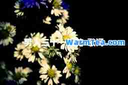 男人三十一枝花-歌词