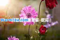 满目星辰皆是你-歌词