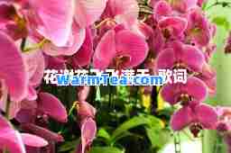 花谢花飞飞满天-歌词