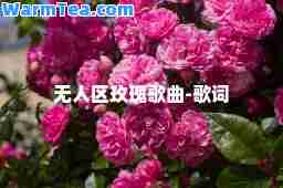 无人区玫瑰歌曲-歌词