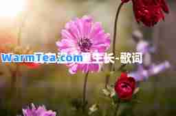爱在温柔里生长-歌词