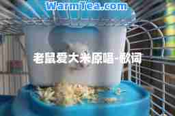 老鼠爱大米原唱-歌词