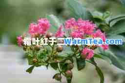 霜叶红于二月花-歌词