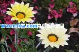 黄四娘家花满蹊-歌词