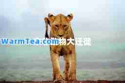 东非动物大迁徙