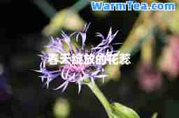 春天绽放的花蕊