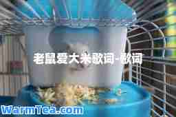 老鼠爱大米歌词-歌词