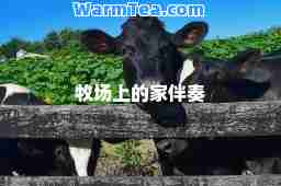 牧场上的家伴奏