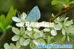 花开花谢蝶应知