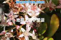 地藏王菩萨圣诞