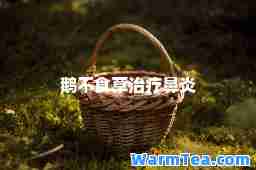 鹅不食草治疗鼻炎