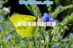 卖萌草吸引到蝴蝶