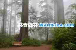 共青森林公园地址