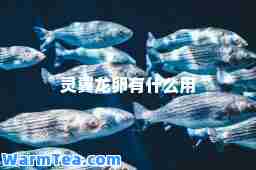 灵翼龙卵有什么用