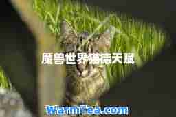 魔兽世界猫德天赋