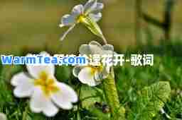 谁的等待恰逢花开-歌词