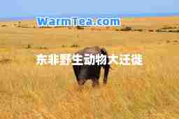东非野生动物大迁徙