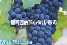 葡萄园的那小伙儿-歌词