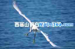 西塞山前白鹭飞-歌词