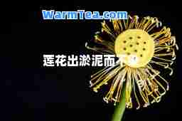 莲花出淤泥而不染