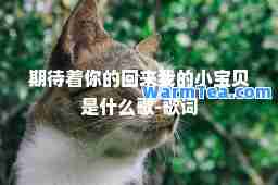 期待着你的回来我的小宝贝是什么歌-歌词
