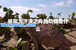 被称为沙漠之舟的动物是什么
