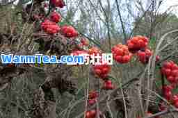 山药壮阳