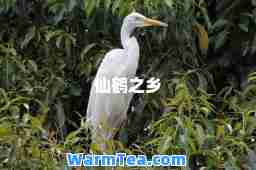 仙鹤之乡