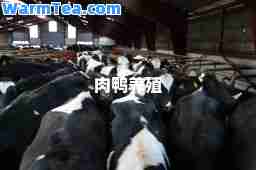 肉鸭养殖