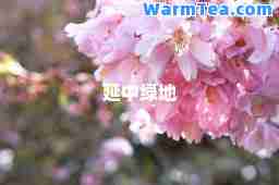 延中绿地
