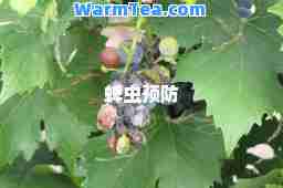 蜱虫预防