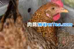 肉鸡病毒