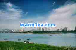 溱湖湿地