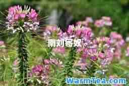 南刘寄