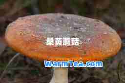 桑黄蘑菇