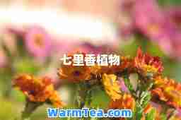 七里香植物
