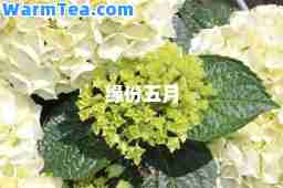 缘份五月