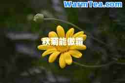 秋菊能傲霜