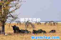 狮子王评价